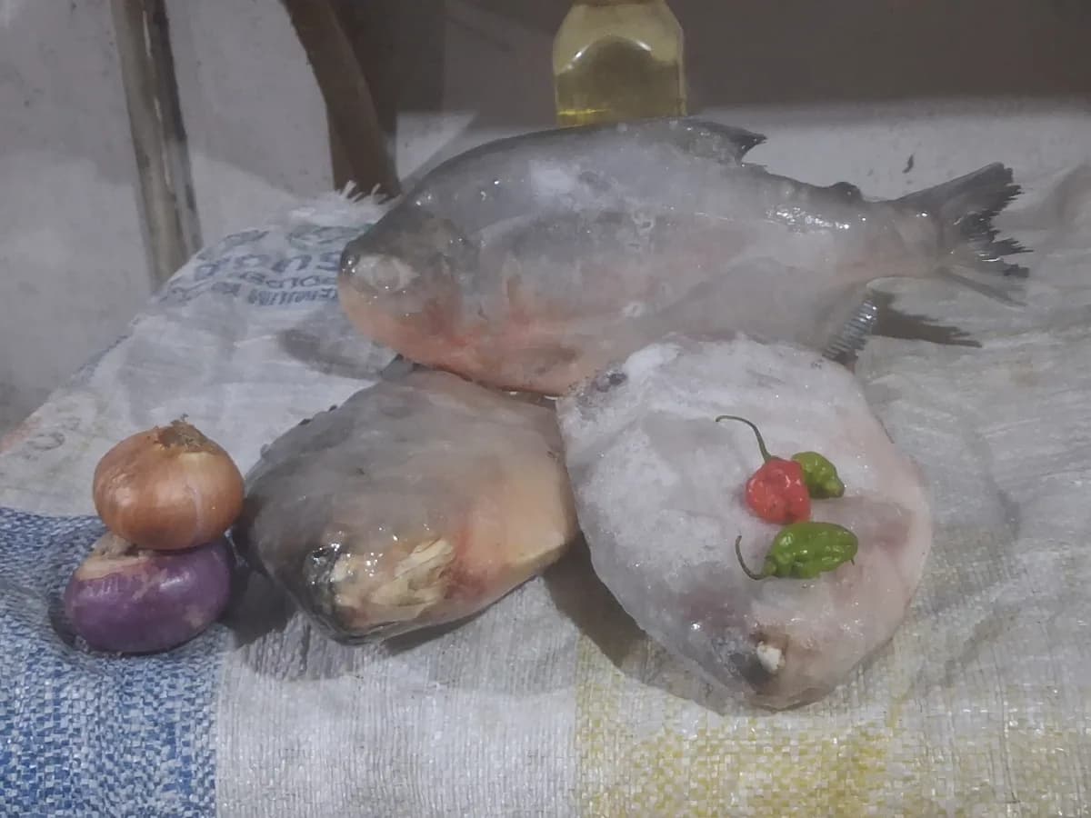 Red Pacu (owere) — Fish from FreshMarket