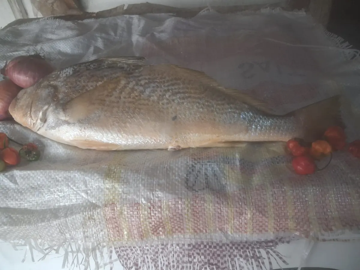 Crocker Medium 20KG — Fish from FreshMarket