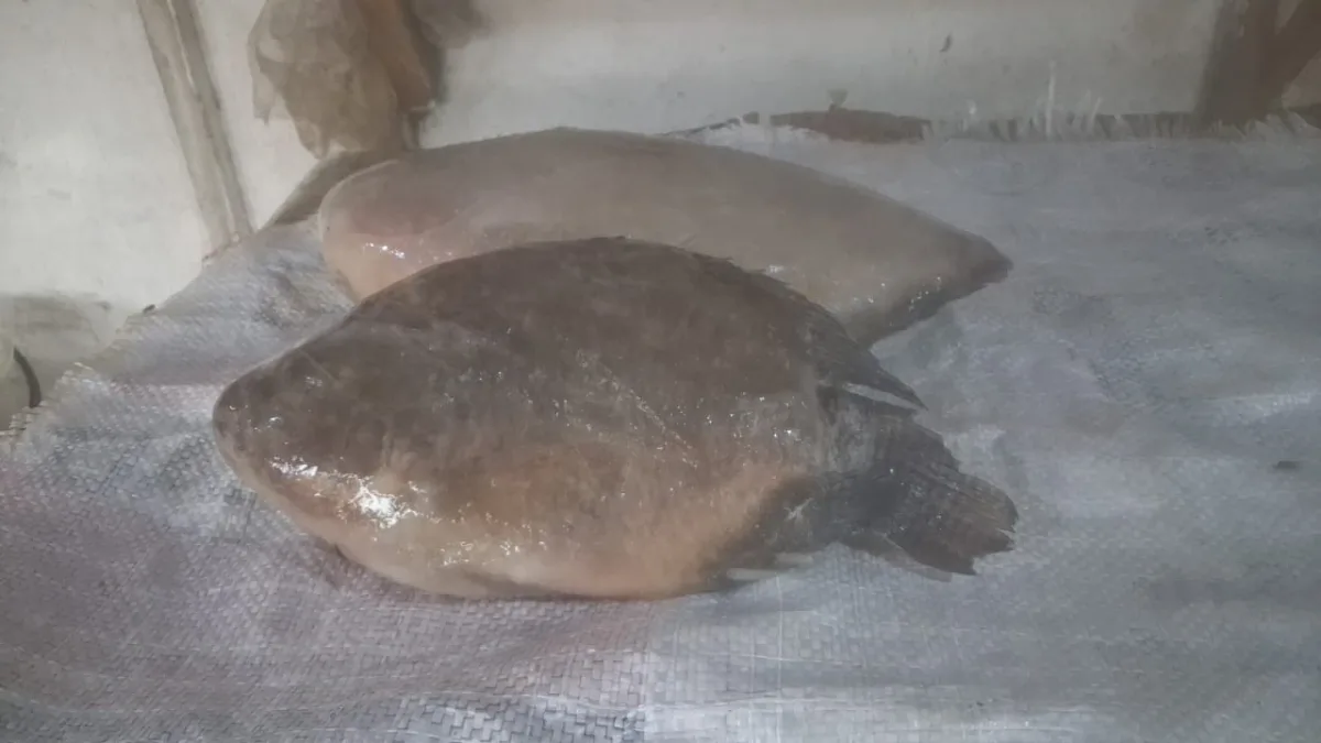 Fresh Tilapia – Tasty, Healthy & Easy to Cook — Fish from FreshMarket